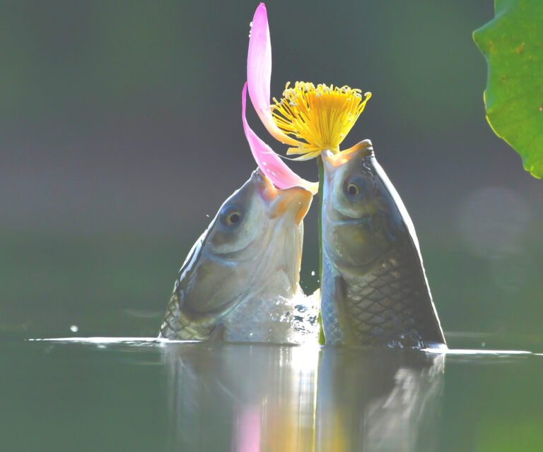 Nature - Pisces snatch lotus leaf